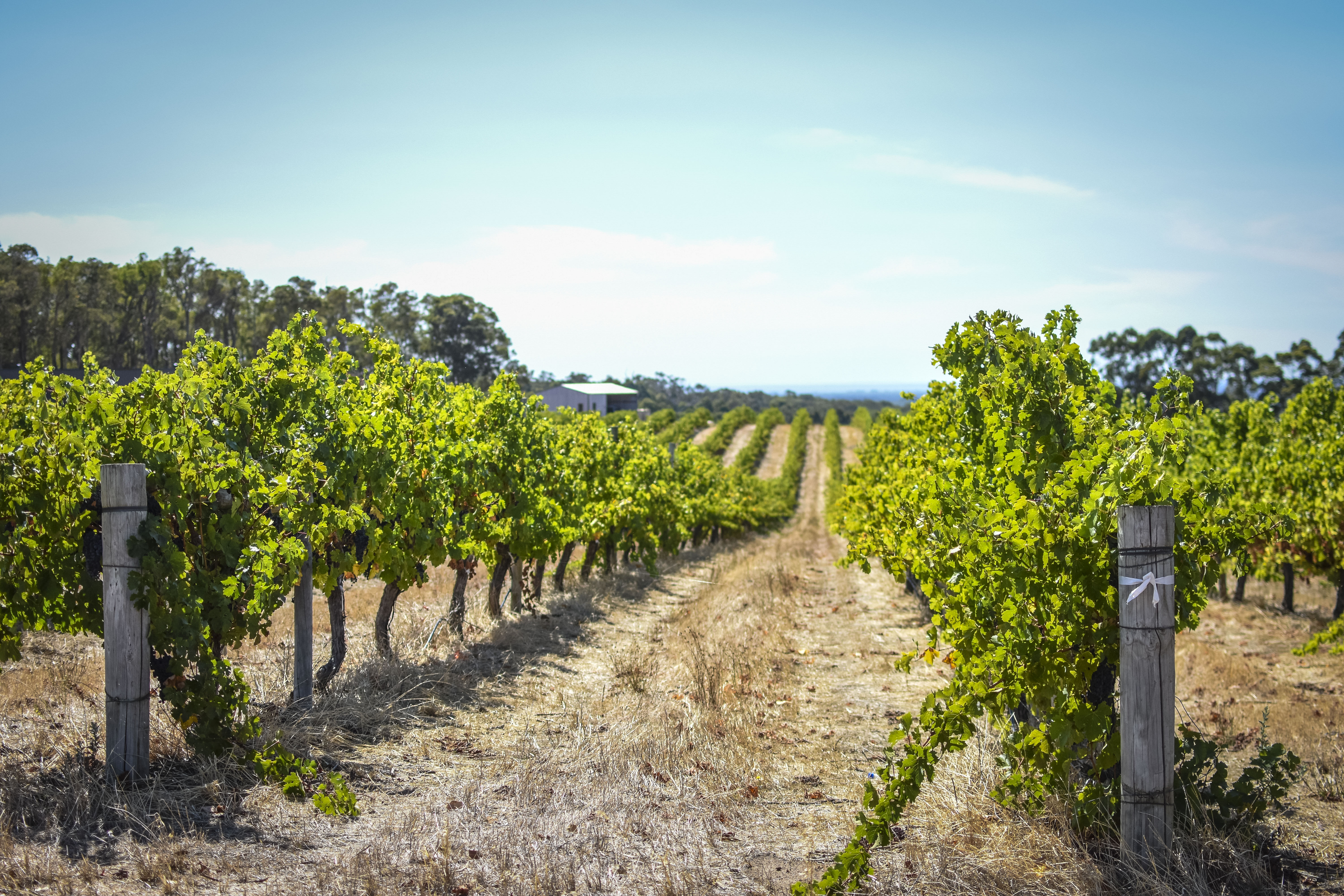 Rows of vineyard and blue sky